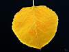 leaf34.jpg