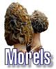 Morels