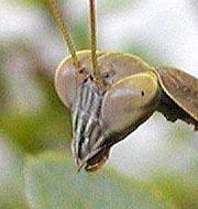 praying_mantis_2b_yard_2001-09-03.jpg