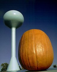 8210 Nomina Mea Magnus Pumpkinus Est.