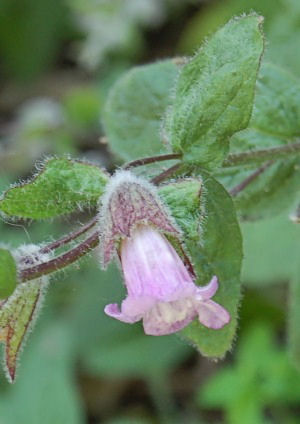 Pitcher Sage (Lepechinia Fragrans)