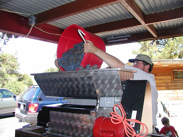 man dumping a basket of wine grapes into a Zambelli destemmer/crusher