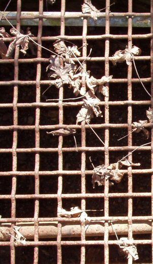 storm grate with leaves on it