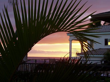 Nice sunset taken through a palm frond.