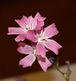 Sidalcea malviflora, Checker Mallow, Wild Hollyhock