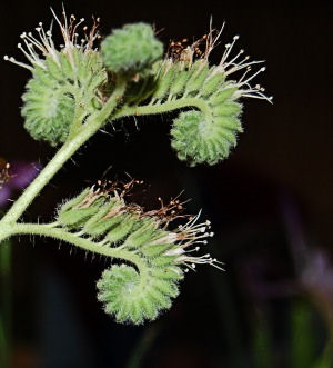 Phacelia imbricata Imbricated Phacelia Hydrophyllaceae Waterleaf Family