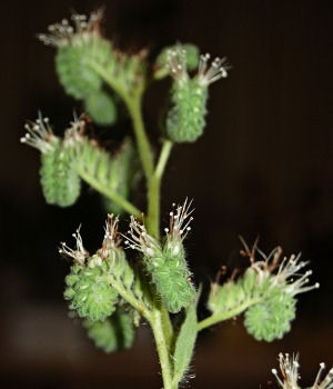 Phacelia imbricata Imbricated Phacelia Hydrophyllaceae Waterleaf Family