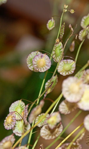 Thysanocarpus radians Ribbed Fringepod