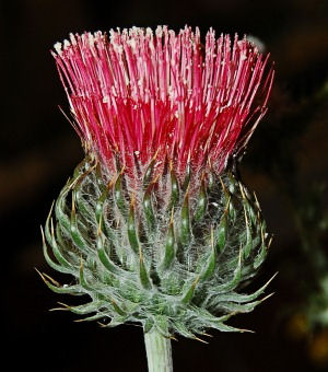 Cirsium occidentale var. venustum Venus Thistle