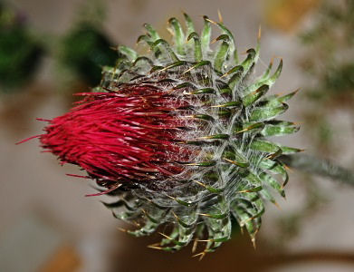 Cirsium occidentale var. venustum Venus Thistle