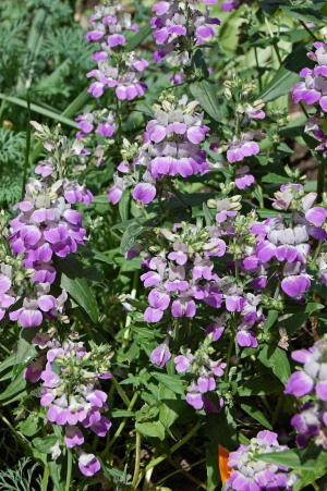 Chinese Houses (Collinsia Heterophylla) 