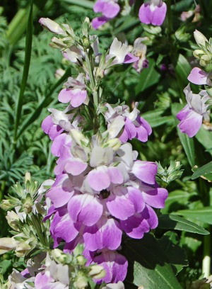 Chinese Houses (Collinsia Heterophylla) 