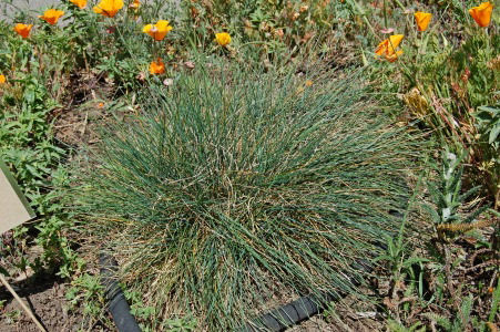 Tomales Bay Fescue (Festuca Idahoensis)