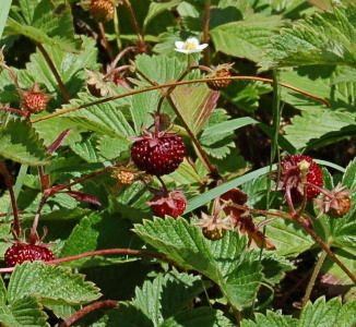 strawberry (Fragaria)