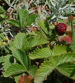 strawberry (Fragaria)