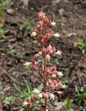 Dainty Bells (Heuchera)