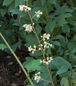  (Heuchera)