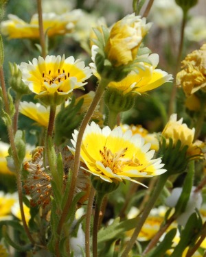 Tidy Tips (Layia Platyglossa)