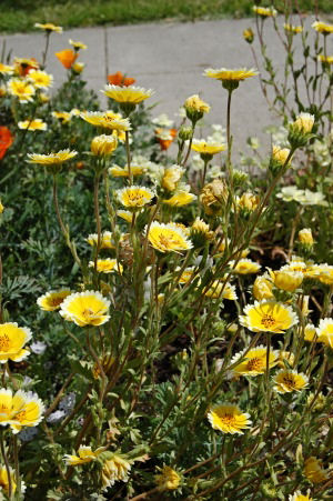 Tidy Tips (Layia Platyglossa)