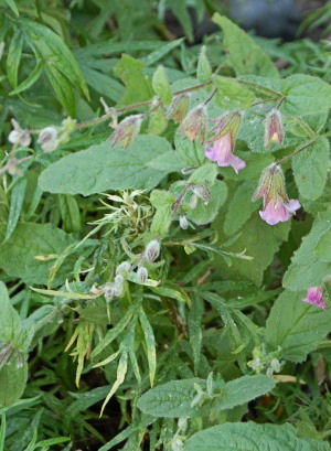 Pitcher Sage (Lepechinia Fragrans)