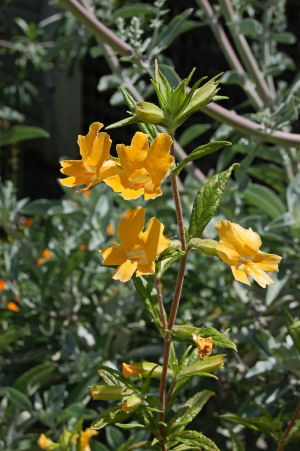 Sticky Monkeyflower  (Mimulus Bifidus)