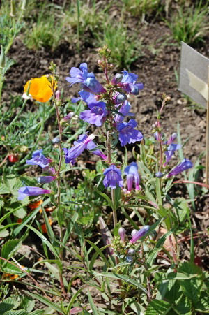 Blue Springs (Penstemon Heterophyllus)