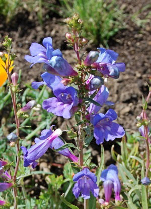 Blue Springs (Penstemon Heterophyllus)