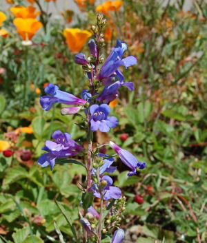 Blue Springs (Penstemon Heterophyllus)