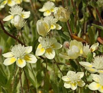 Cream Cups (Platystemon Californicus)