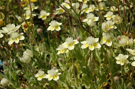 Cream Cups (Platystemon Californicus)