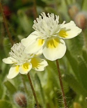 Cream Cups (Platystemon Californicus)