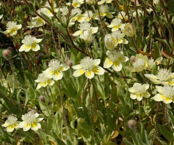 Cream Cups (Platystemon Californicus)