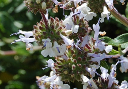 Shirley Sage (Salvia Melifena)