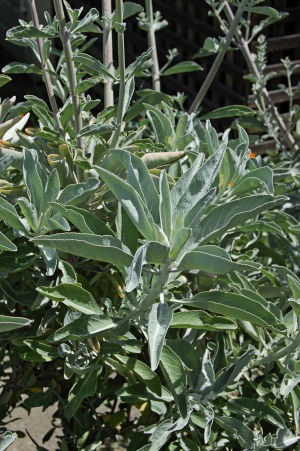 White Sage