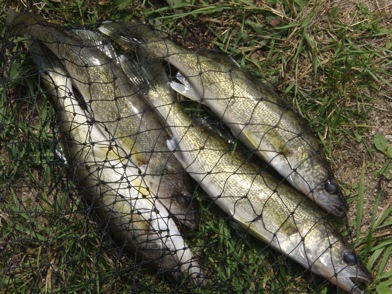 Four walleye in a net