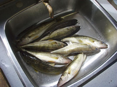 Nine walleye in a sink