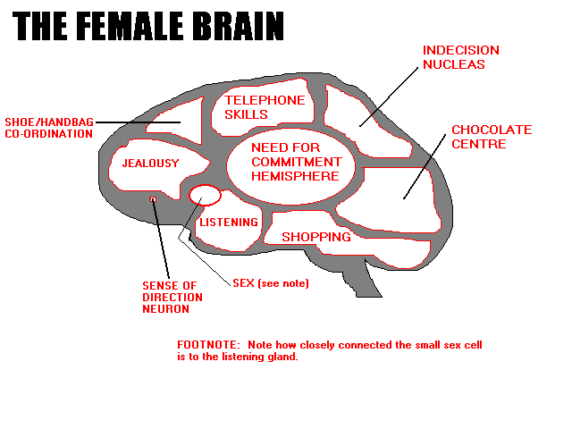 womanbrain.gif (10268 bytes)