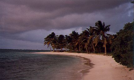 tobago cay beach with long curving beach line